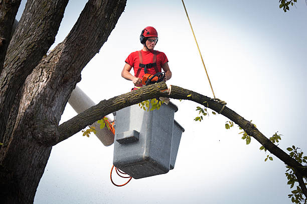 The Steps Involved in Our Tree Care Process in Crossville, AL